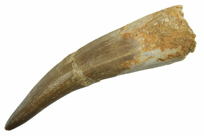 Fossil Plesiosaur (Zarafasaura) Tooth - Morocco #298340